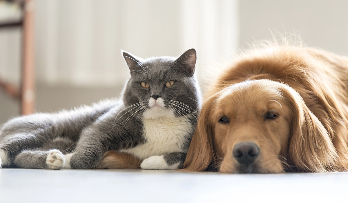 cat-and-dog-laying-on-hardwood-floor